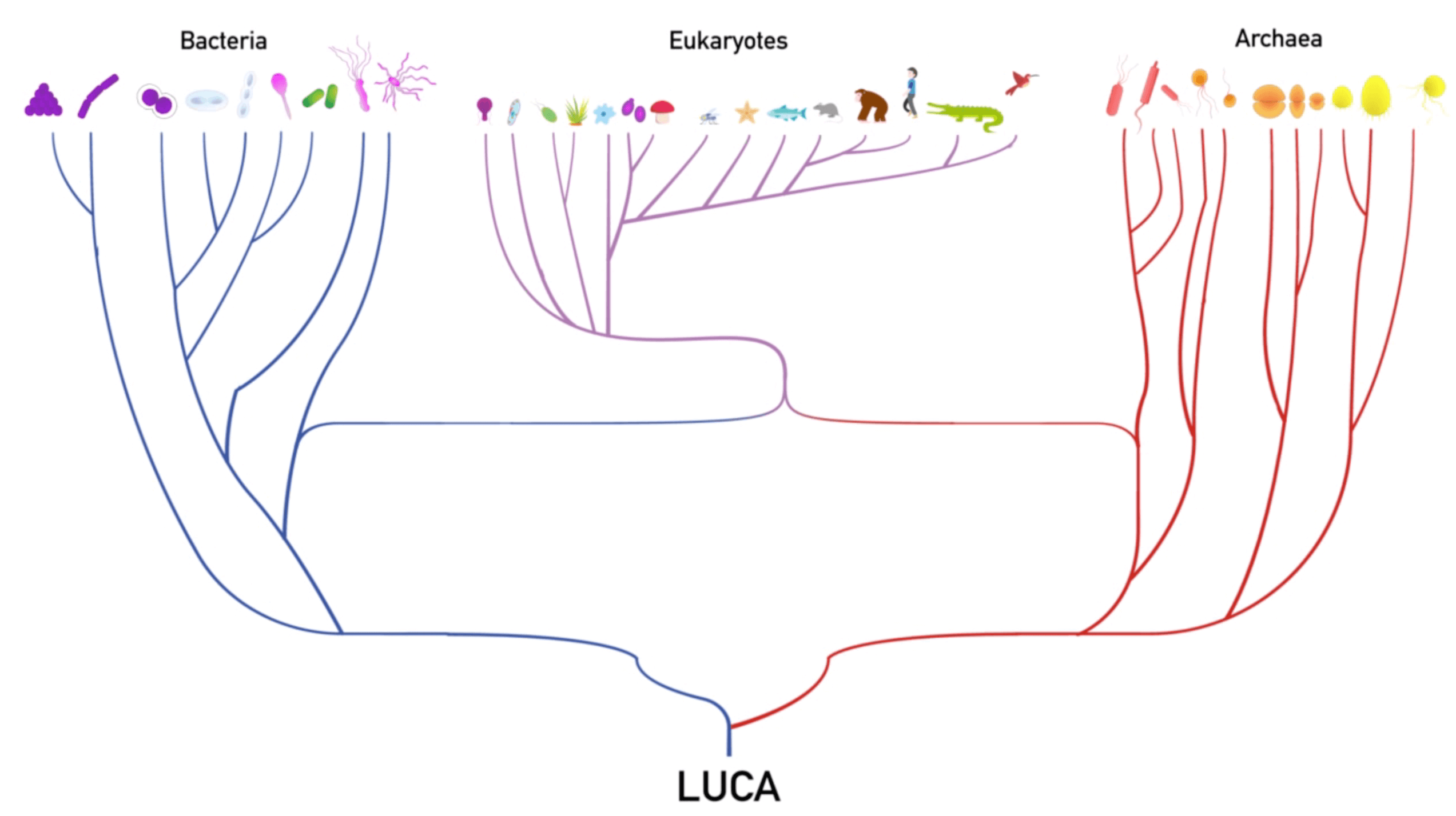 Tree of Life - Animation Frame