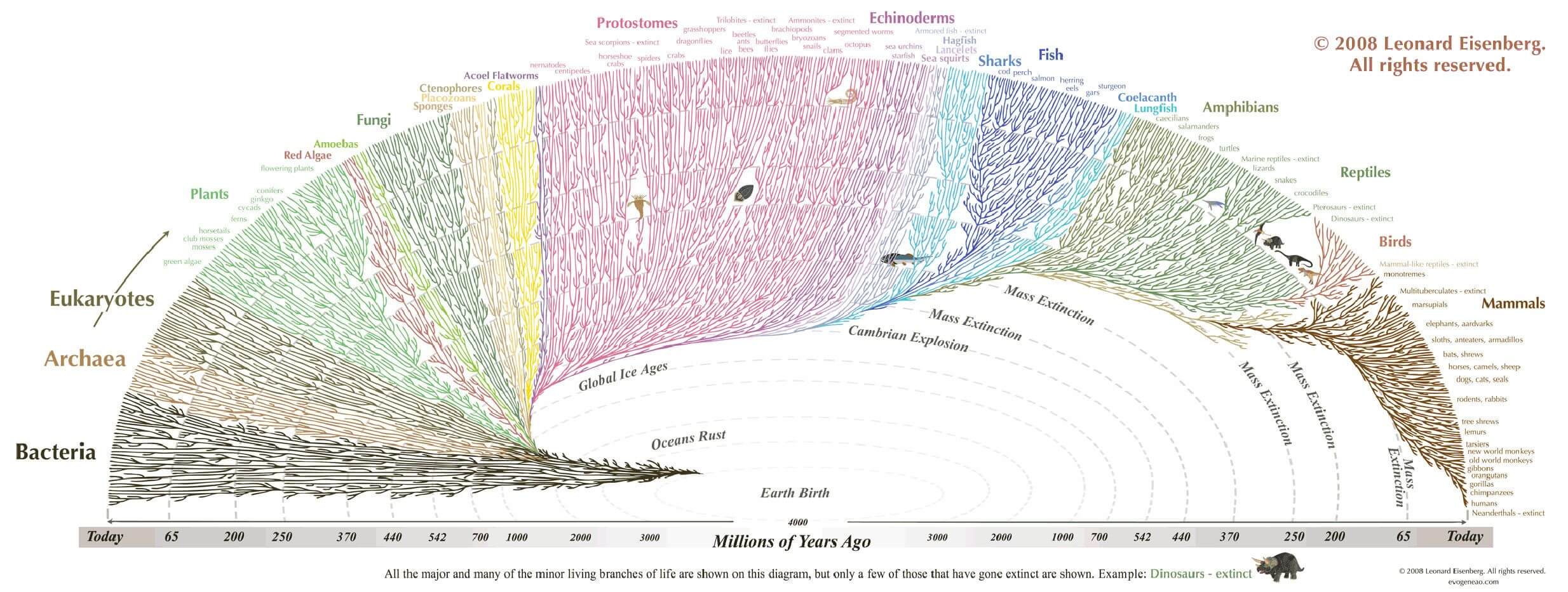 Tree of Life Diagram